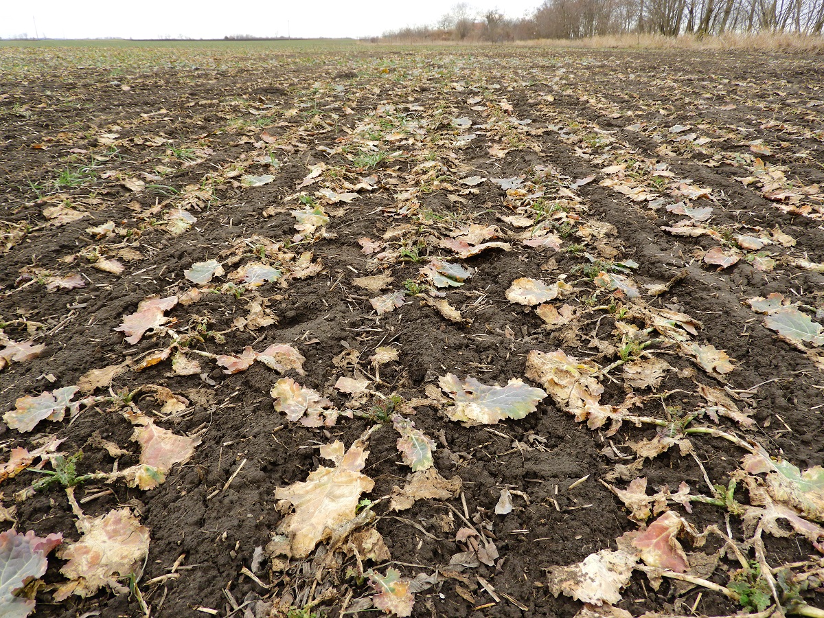 T&eacute;l v&eacute;gi-kora tavaszi k&aacute;ros&iacute;t&oacute;k a sz&aacute;nt&oacute;f&ouml;ld&ouml;n