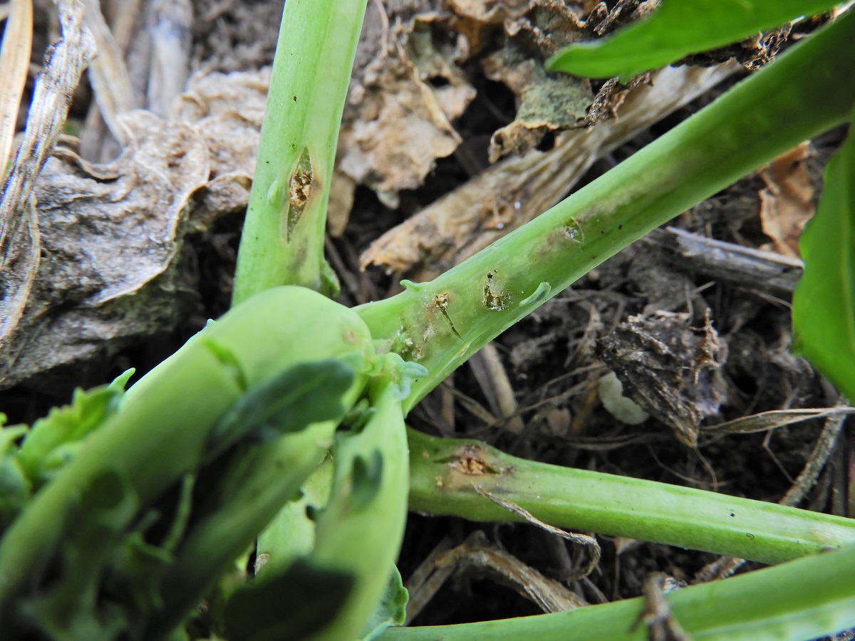 T&eacute;l v&eacute;gi-kora tavaszi k&aacute;ros&iacute;t&oacute;k a sz&aacute;nt&oacute;f&ouml;ld&ouml;n