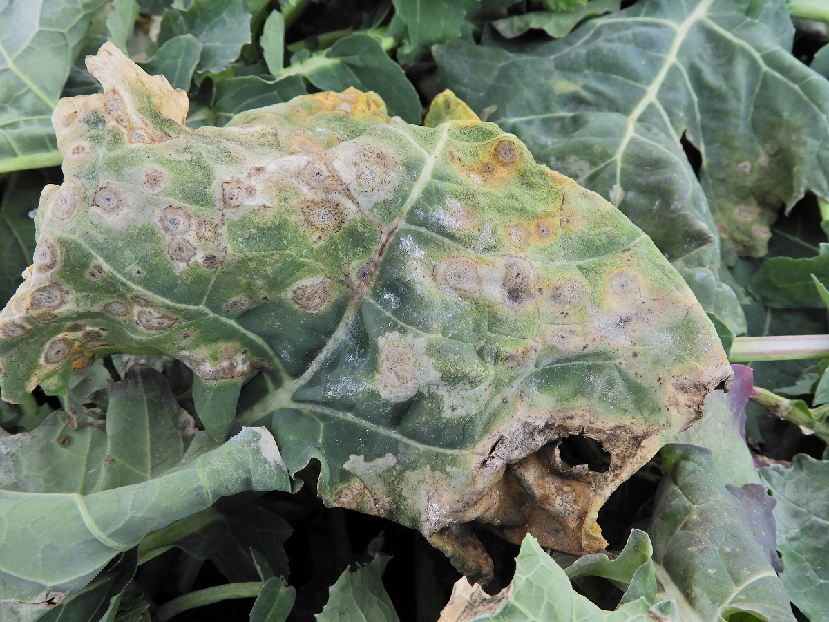 T&eacute;l v&eacute;gi-kora tavaszi k&aacute;ros&iacute;t&oacute;k a sz&aacute;nt&oacute;f&ouml;ld&ouml;n