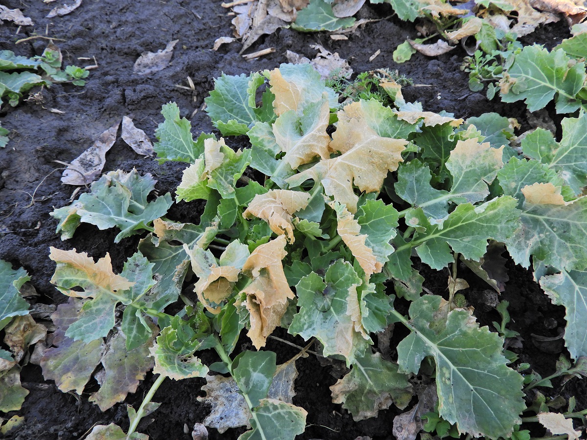 T&eacute;l v&eacute;gi-kora tavaszi k&aacute;ros&iacute;t&oacute;k a sz&aacute;nt&oacute;f&ouml;ld&ouml;n