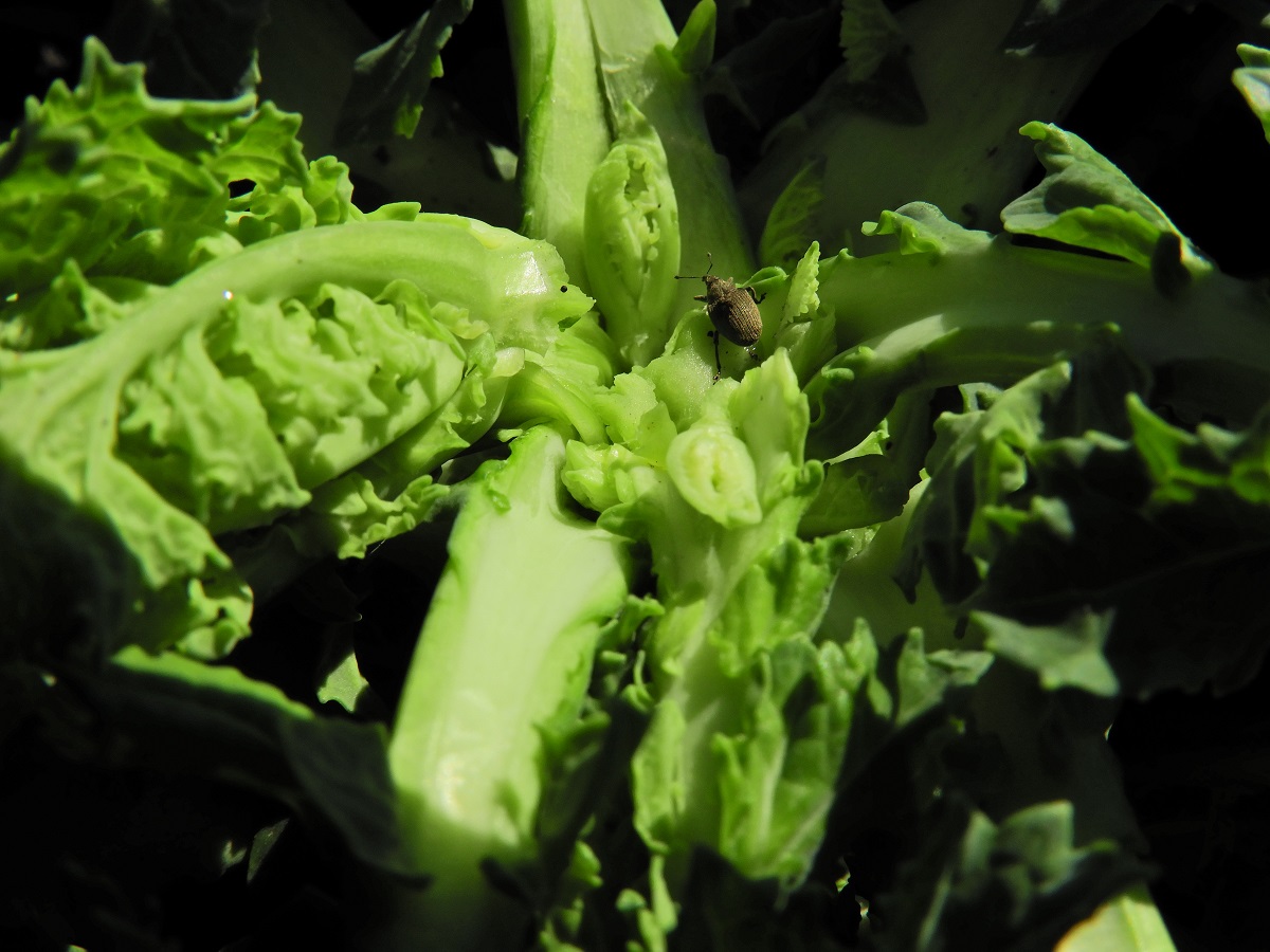 T&eacute;l v&eacute;gi-kora tavaszi k&aacute;ros&iacute;t&oacute;k a sz&aacute;nt&oacute;f&ouml;ld&ouml;n