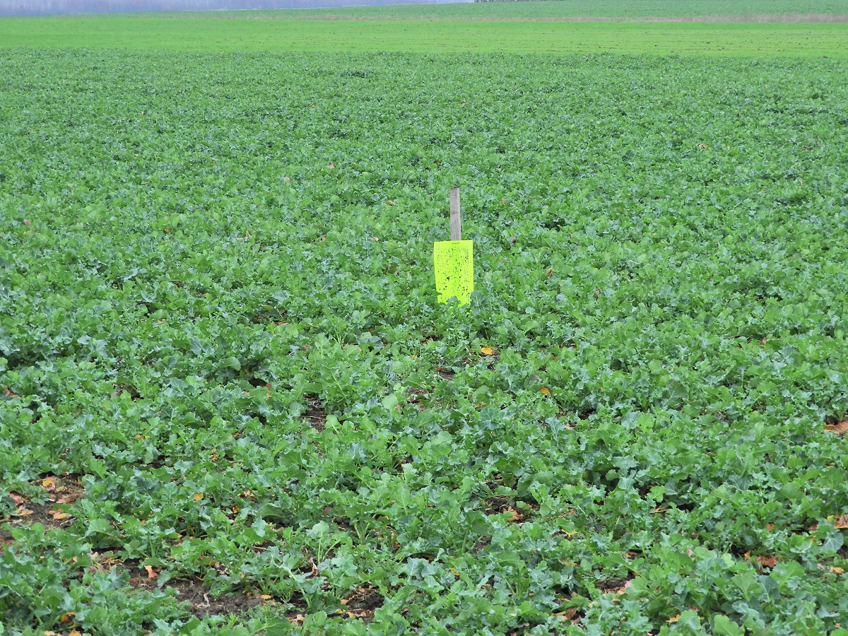 T&eacute;l v&eacute;gi-kora tavaszi k&aacute;ros&iacute;t&oacute;k a sz&aacute;nt&oacute;f&ouml;ld&ouml;n