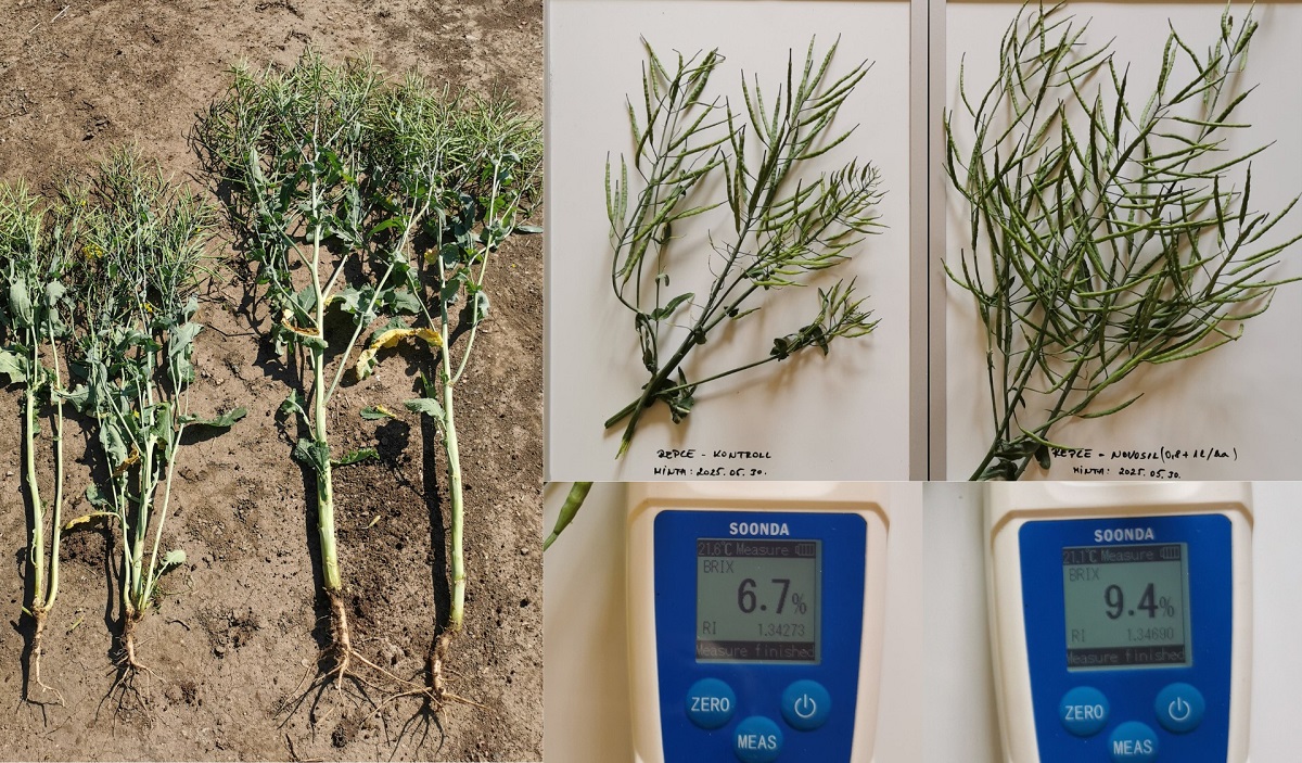 Mi az összefüggés a stressztűrés és a levélnedv-Brix-érték között?