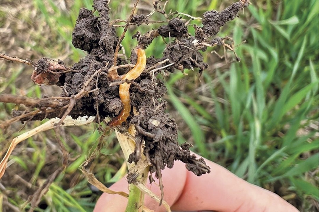 S&uacute;lyosbod&oacute; probl&eacute;m&aacute;k a napraforg&oacute;ban