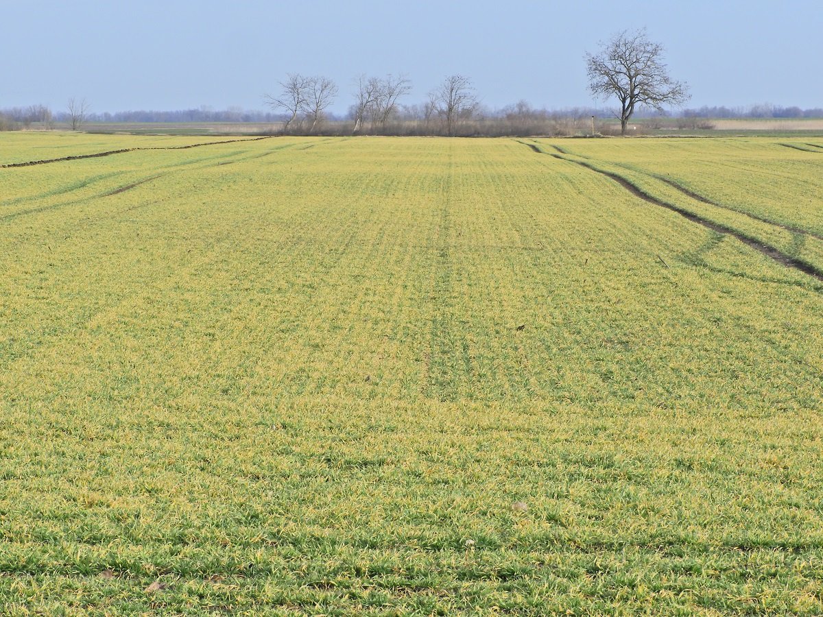 T&eacute;l v&eacute;gi-kora tavaszi k&aacute;ros&iacute;t&oacute;k a sz&aacute;nt&oacute;f&ouml;ld&ouml;n