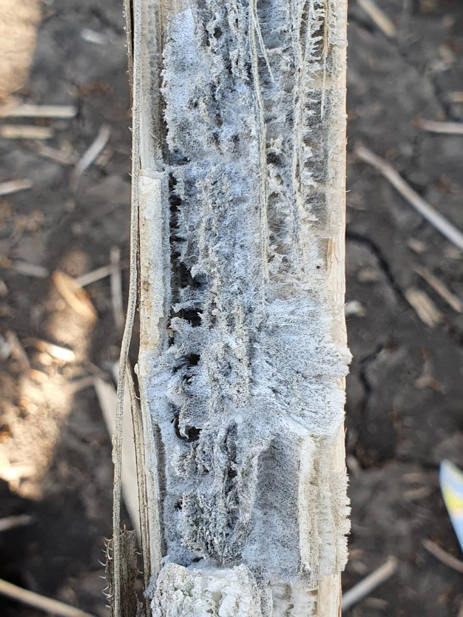 S&uacute;lyosbod&oacute; probl&eacute;m&aacute;k a napraforg&oacute;ban