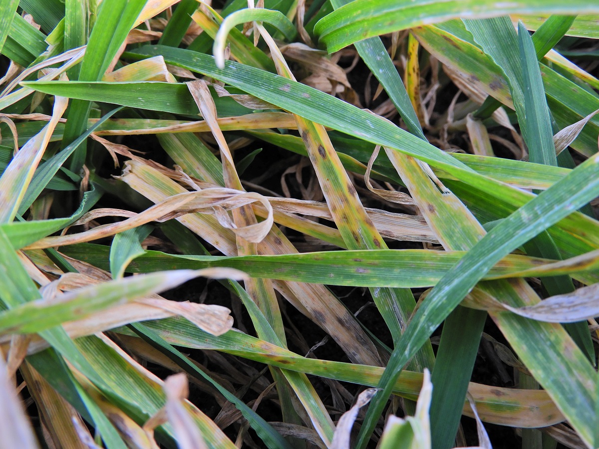 T&eacute;l v&eacute;gi-kora tavaszi k&aacute;ros&iacute;t&oacute;k a sz&aacute;nt&oacute;f&ouml;ld&ouml;n