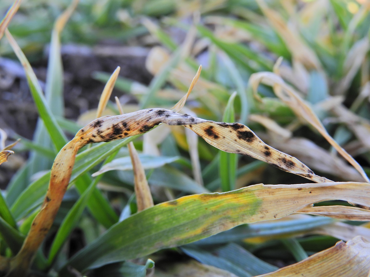 T&eacute;l v&eacute;gi-kora tavaszi k&aacute;ros&iacute;t&oacute;k a sz&aacute;nt&oacute;f&ouml;ld&ouml;n
