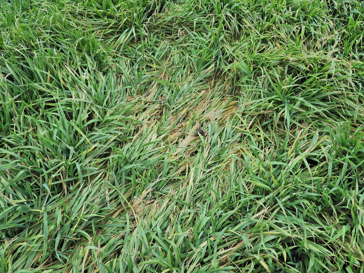 T&eacute;l v&eacute;gi-kora tavaszi k&aacute;ros&iacute;t&oacute;k a sz&aacute;nt&oacute;f&ouml;ld&ouml;n