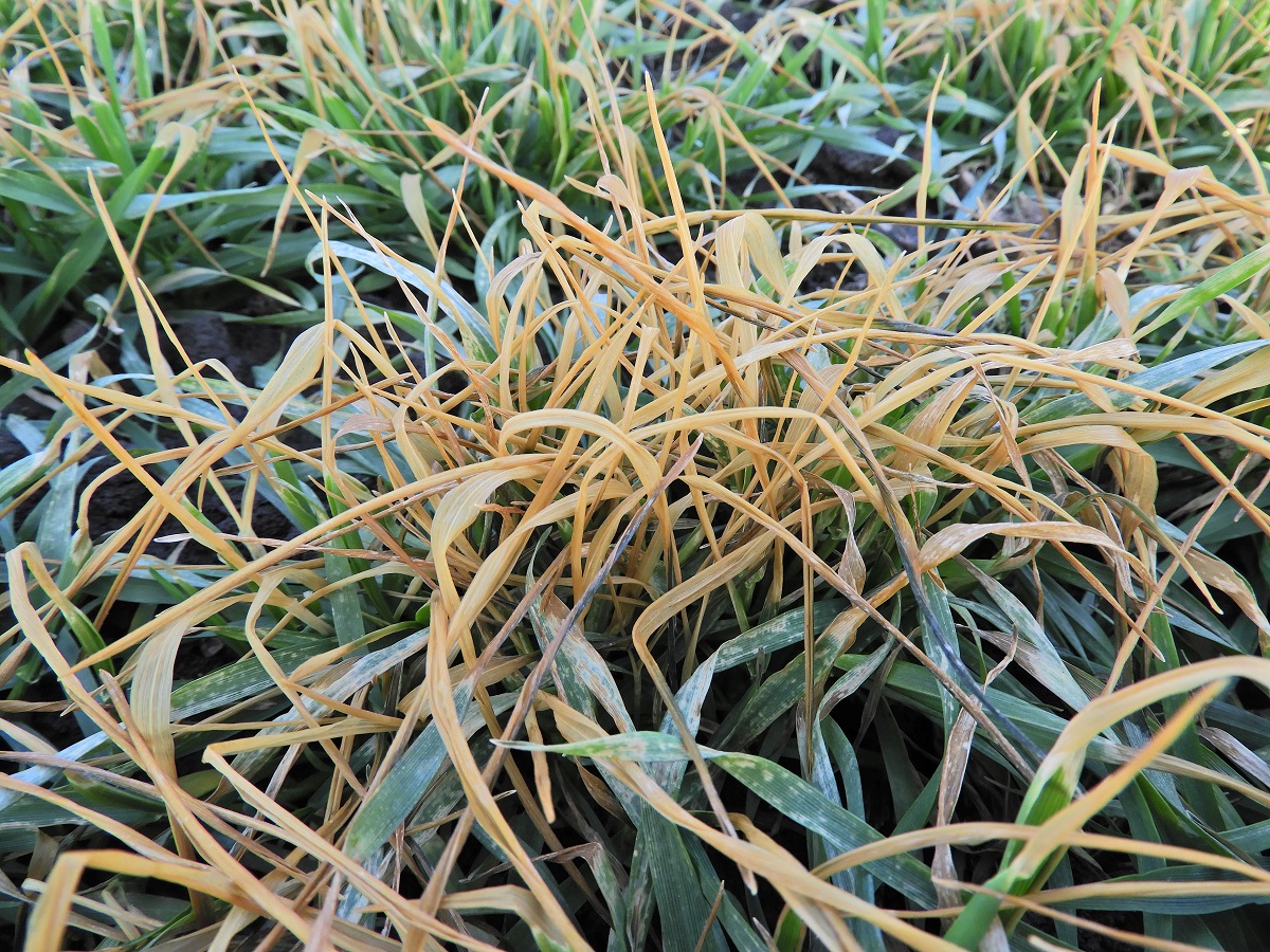 T&eacute;l v&eacute;gi-kora tavaszi k&aacute;ros&iacute;t&oacute;k a sz&aacute;nt&oacute;f&ouml;ld&ouml;n