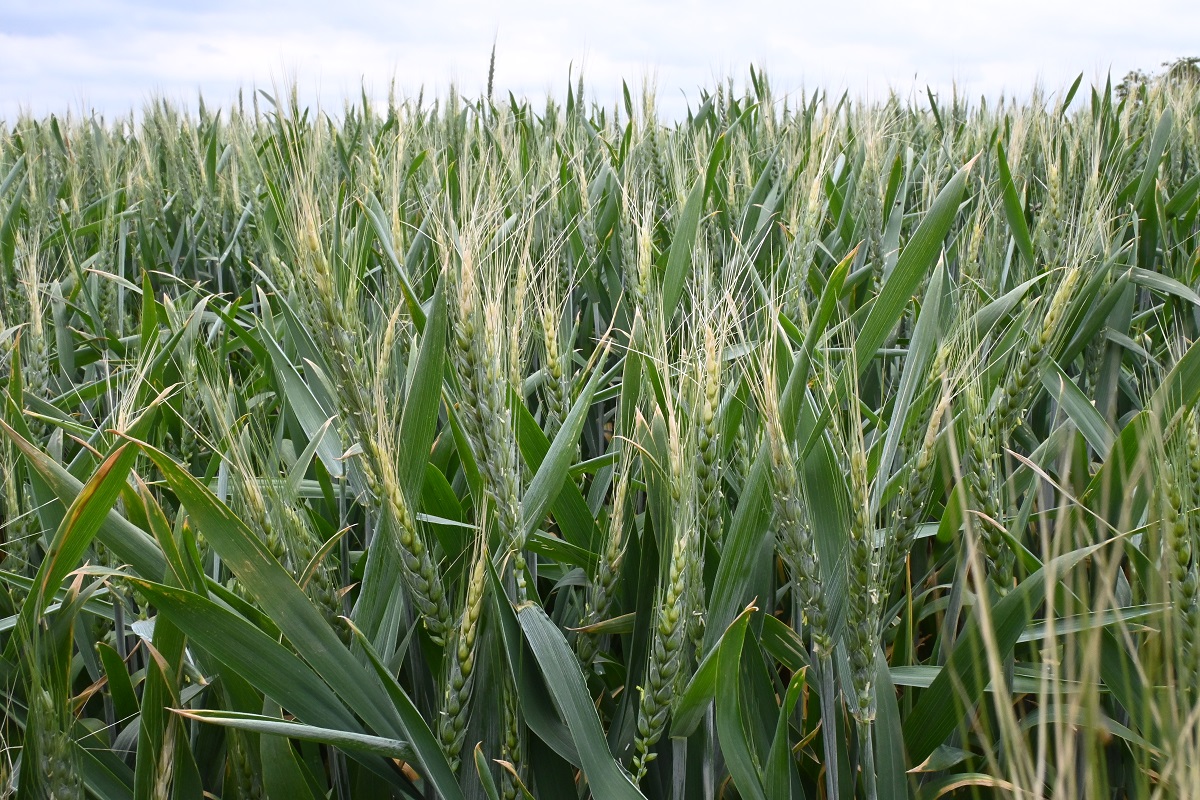 T&eacute;l v&eacute;gi-kora tavaszi k&aacute;ros&iacute;t&oacute;k a sz&aacute;nt&oacute;f&ouml;ld&ouml;n