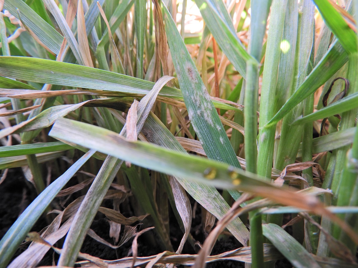 T&eacute;l v&eacute;gi-kora tavaszi k&aacute;ros&iacute;t&oacute;k a sz&aacute;nt&oacute;f&ouml;ld&ouml;n