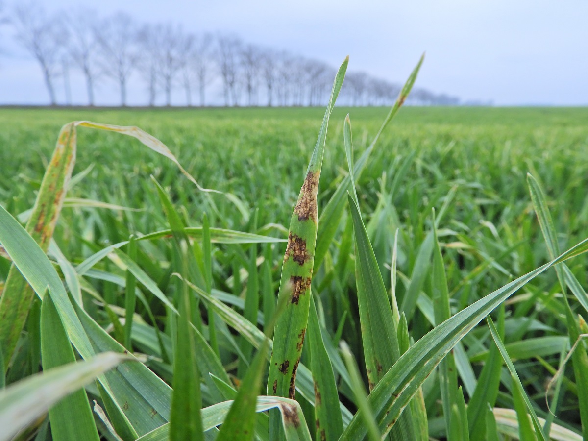 T&eacute;l v&eacute;gi-kora tavaszi k&aacute;ros&iacute;t&oacute;k a sz&aacute;nt&oacute;f&ouml;ld&ouml;n