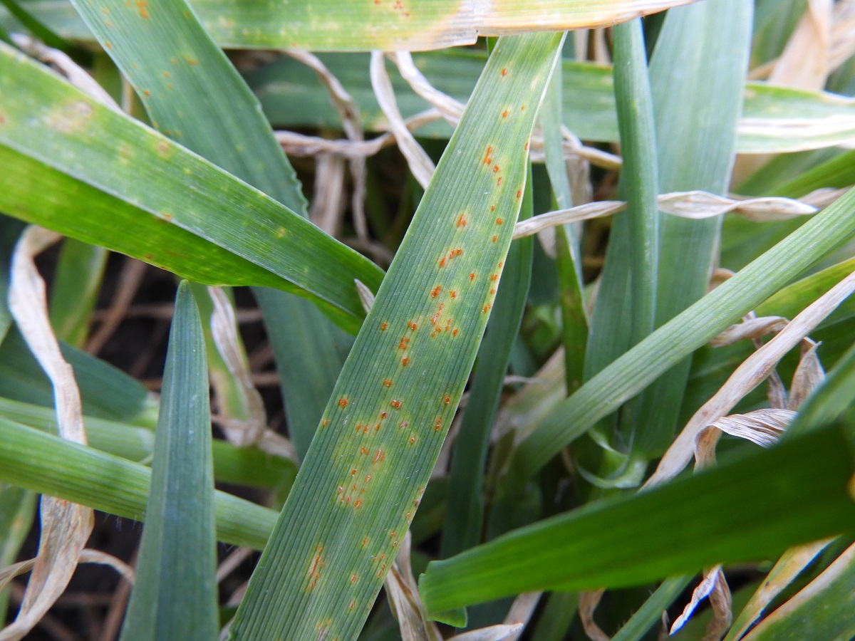 T&eacute;l v&eacute;gi-kora tavaszi k&aacute;ros&iacute;t&oacute;k a sz&aacute;nt&oacute;f&ouml;ld&ouml;n