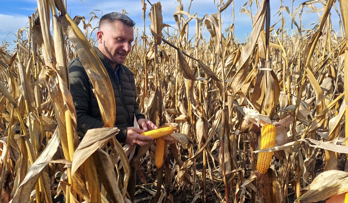 Diadal&uacute;ton a hazai lignit