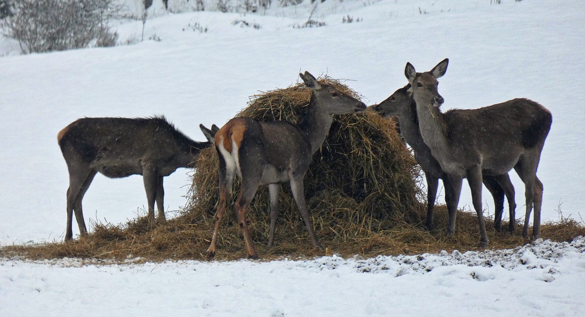 Vadf&ouml;ldgazd&aacute;lkod&aacute;s &eacute;s a fenntarthat&oacute; vadgazd&aacute;lkod&aacute;s kapcsolata
