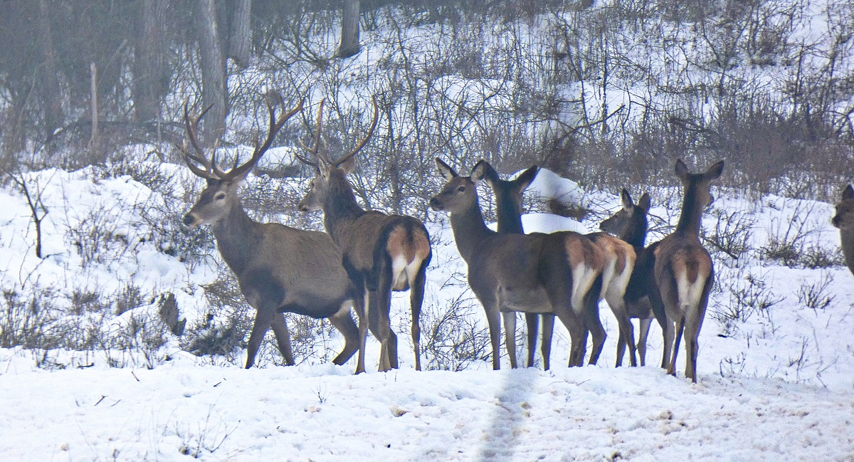 Vadf&ouml;ldgazd&aacute;lkod&aacute;s &eacute;s a fenntarthat&oacute; vadgazd&aacute;lkod&aacute;s kapcsolata