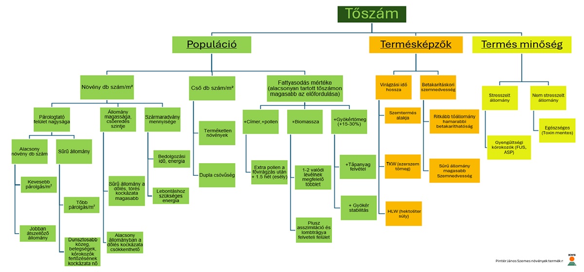 &Iacute;gy tervezze meg a kukorica tősz&aacute;m&aacute;t 