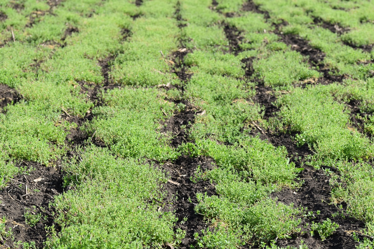 Gyomirtási tapasztalatok egy változó technológiai környezetben
