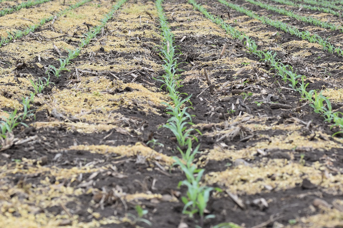 Gyomirtási tapasztalatok egy változó technológiai környezetben