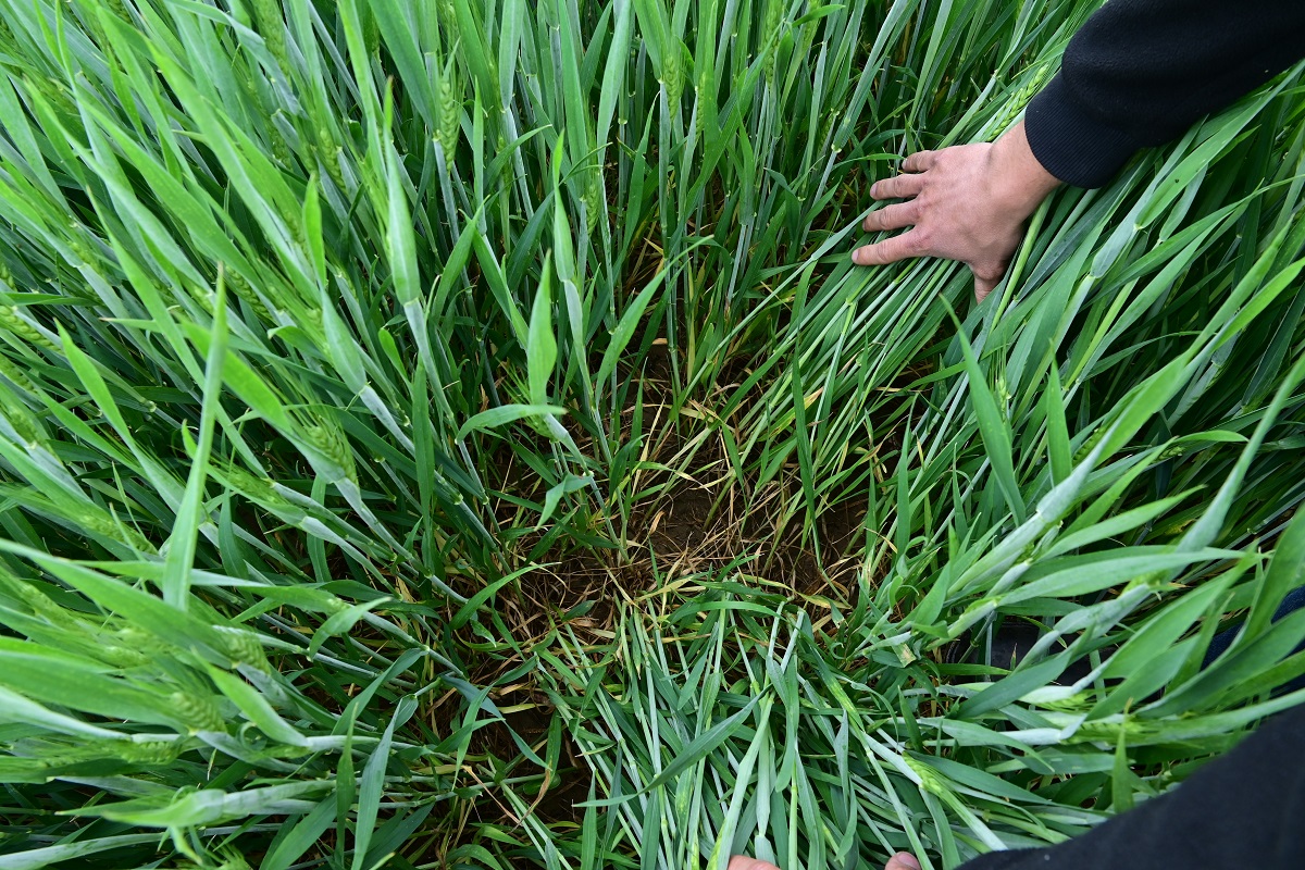 &bdquo;A technol&oacute;gia műk&ouml;dik, ha ismered a n&ouml;v&eacute;nyeidet&rdquo; &ndash; besz&eacute;lget&eacute;s G&ouml;cző G&aacute;bor n&ouml;v&eacute;nyorvossal, a Kapos-Agro Profit Bt. szakember&eacute;vel