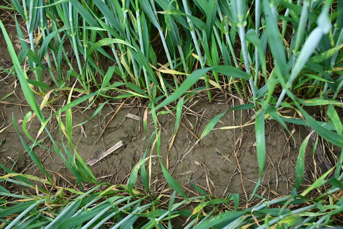 &bdquo;A technol&oacute;gia műk&ouml;dik, ha ismered a n&ouml;v&eacute;nyeidet&rdquo; &ndash; besz&eacute;lget&eacute;s G&ouml;cző G&aacute;bor n&ouml;v&eacute;nyorvossal, a Kapos-Agro Profit Bt. szakember&eacute;vel