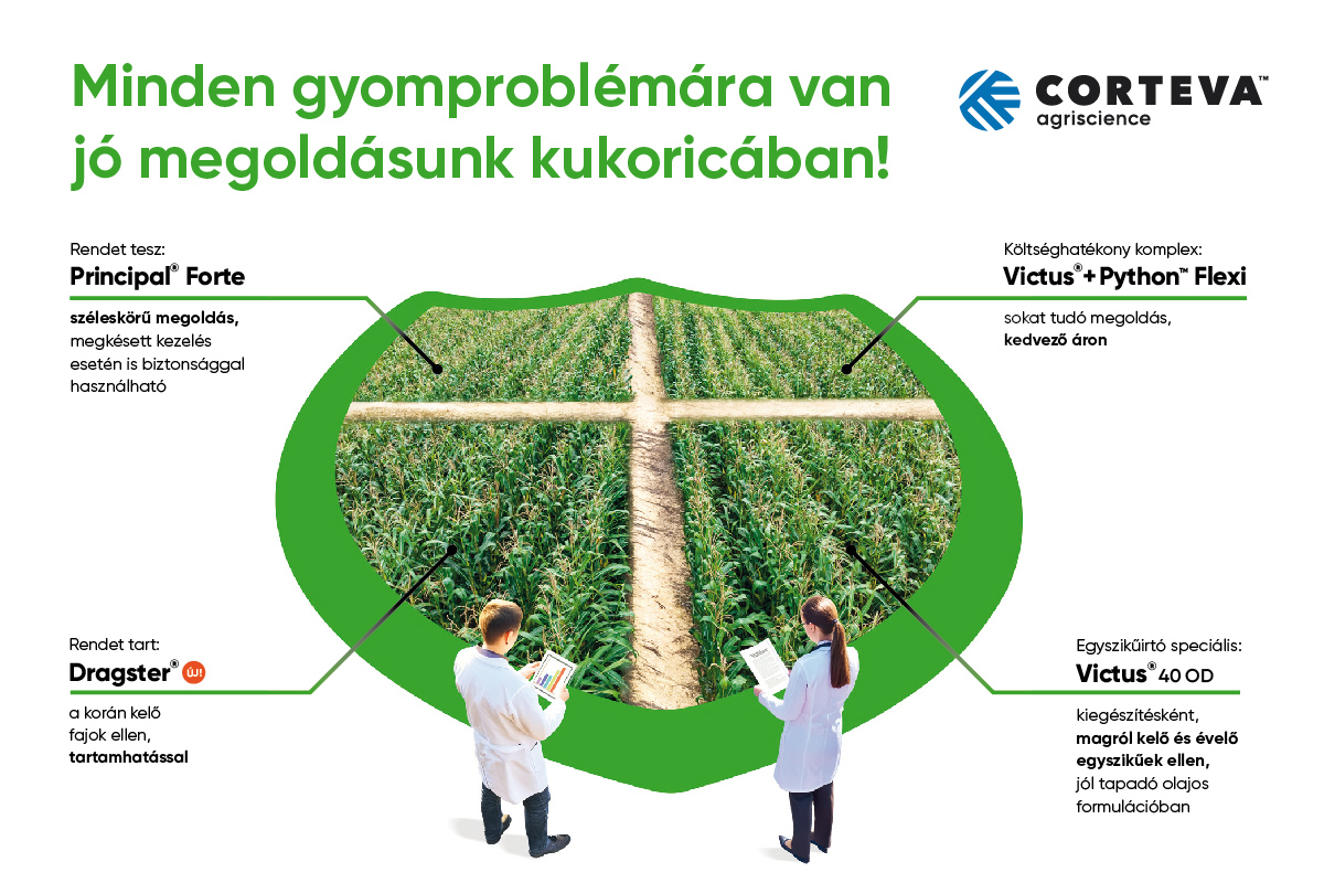 Nem a megszokott gyomhelyzet v&aacute;rhat&oacute; 2026-ban kukoric&aacute;ban!