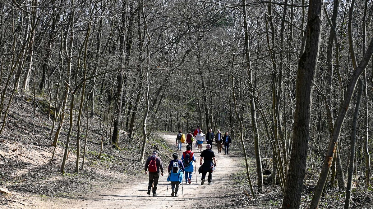 V&aacute;rosierdő-szeml&eacute;letű kezel&eacute;ssel &uacute;jul meg a II. ker&uuml;leti Ny&eacute;k-oldal erdeje
