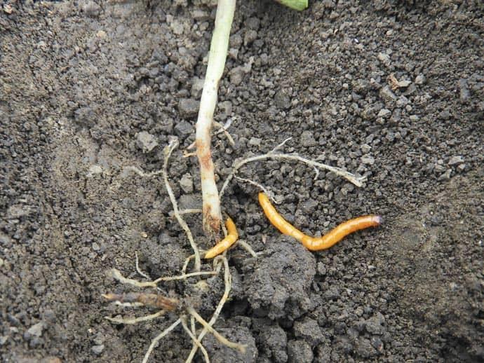 Talajfertőtlen&iacute;t&eacute;si megold&aacute;sok a dr&oacute;tf&eacute;rgek ellen