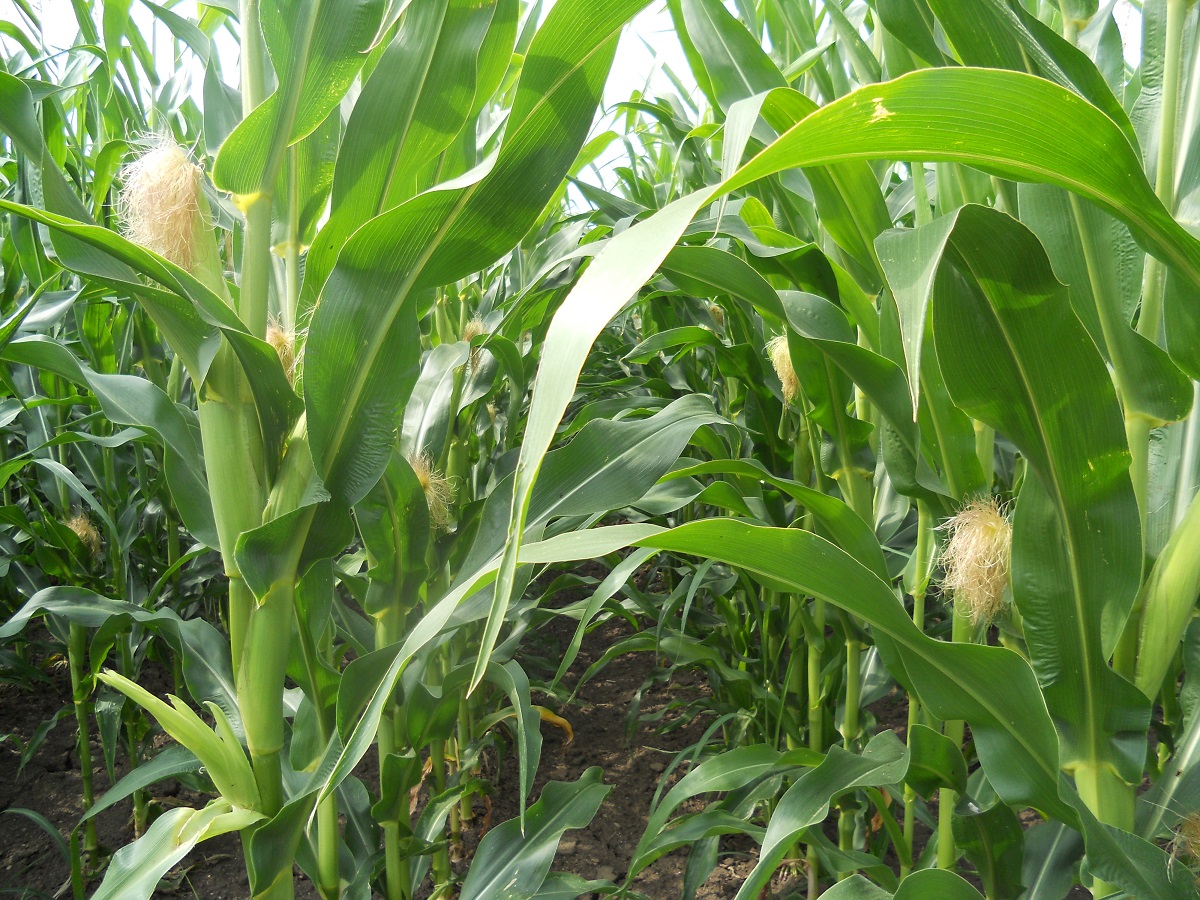 GeoLomb term&eacute;kcsal&aacute;d  &ndash; Nitrog&eacute;n t&aacute;pelem kieg&eacute;sz&iacute;t&eacute;s gazdas&aacute;gosan