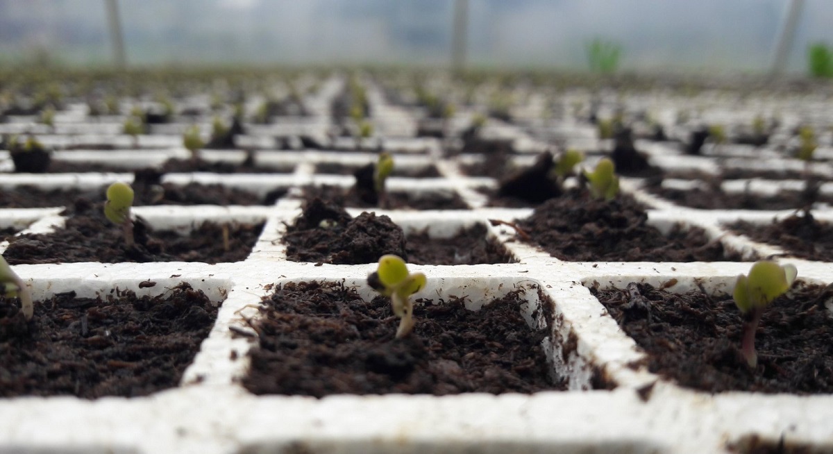 Szezonind&iacute;t&oacute; pal&aacute;ntanevel&eacute;s  &ndash;  A siker alapjai a f&oacute;li&aacute;s z&ouml;lds&eacute;gtermeszt&eacute;sben 