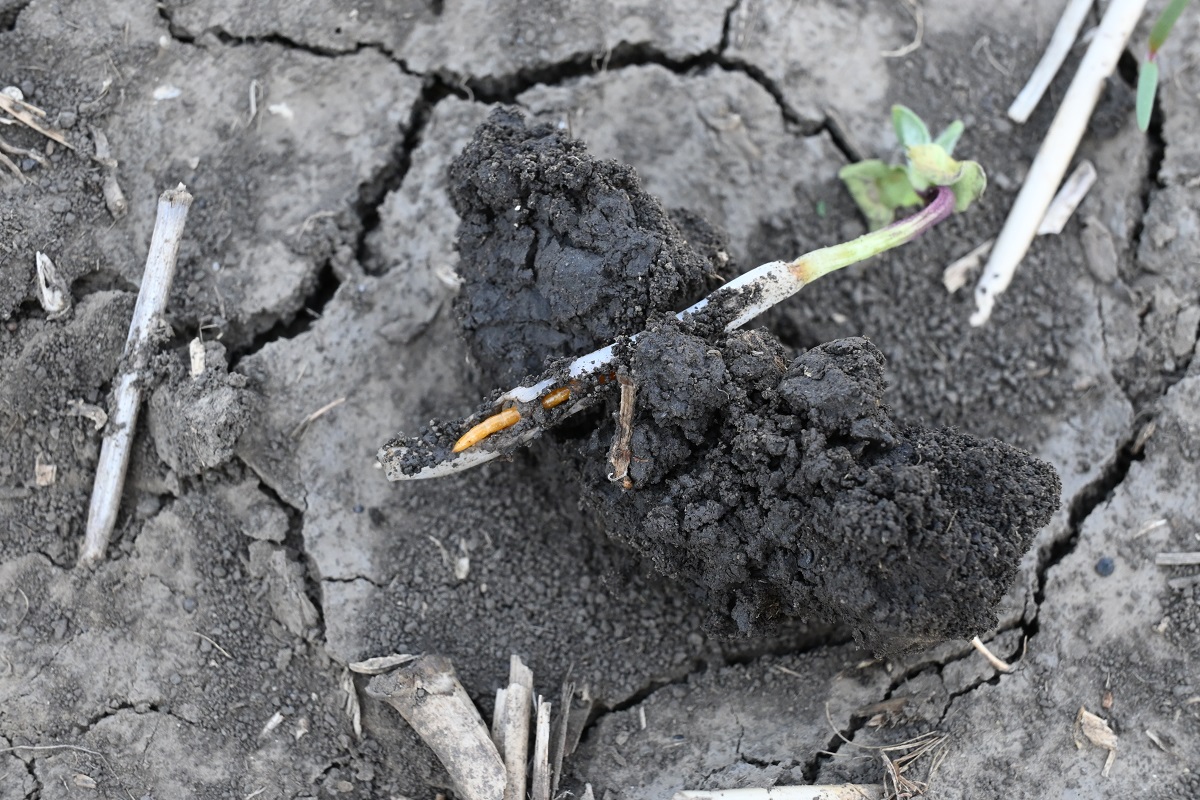Korai k&aacute;rtevők a kap&aacute;sokban  &ndash; Talajlak&oacute;k &eacute;s m&aacute;sok