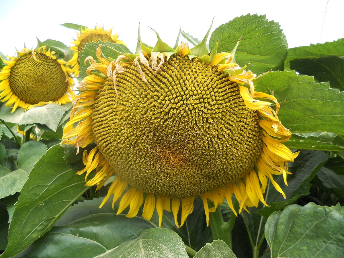 GeoLomb term&eacute;kcsal&aacute;d  &ndash; Nitrog&eacute;n t&aacute;pelem kieg&eacute;sz&iacute;t&eacute;s gazdas&aacute;gosan