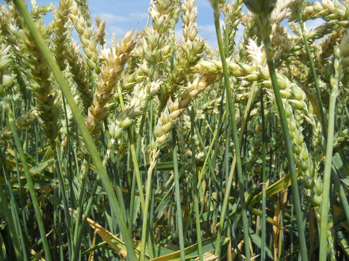 GeoLomb term&eacute;kcsal&aacute;d  &ndash; Nitrog&eacute;n t&aacute;pelem kieg&eacute;sz&iacute;t&eacute;s gazdas&aacute;gosan