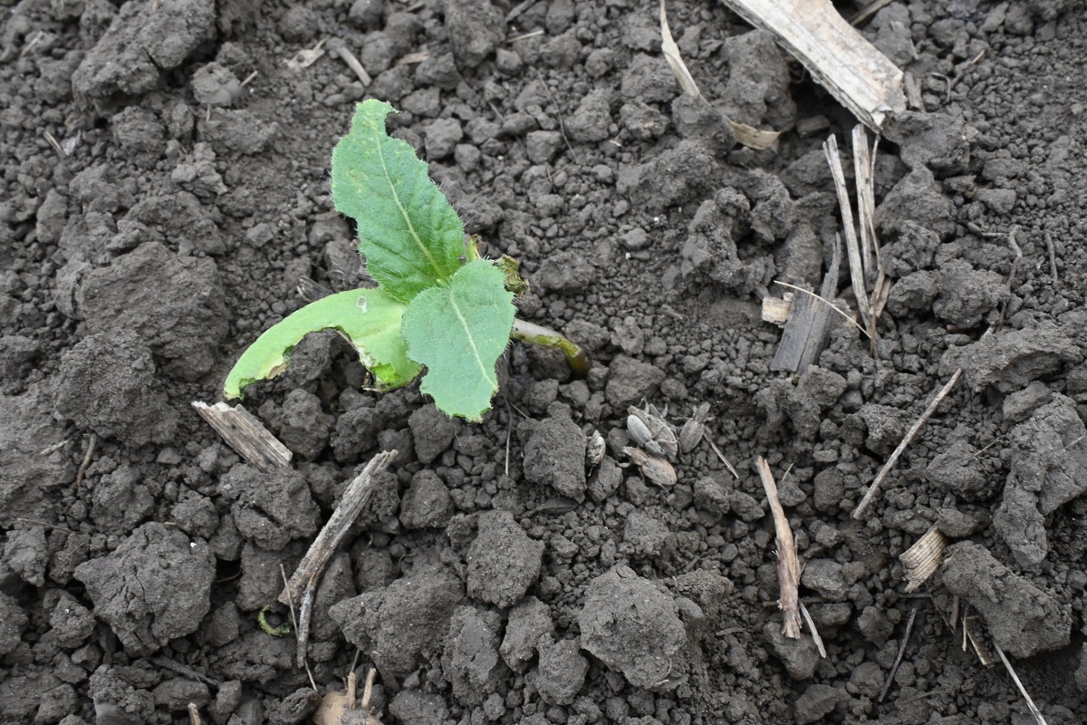 Korai k&aacute;rtevők a kap&aacute;sokban  &ndash; Talajlak&oacute;k &eacute;s m&aacute;sok