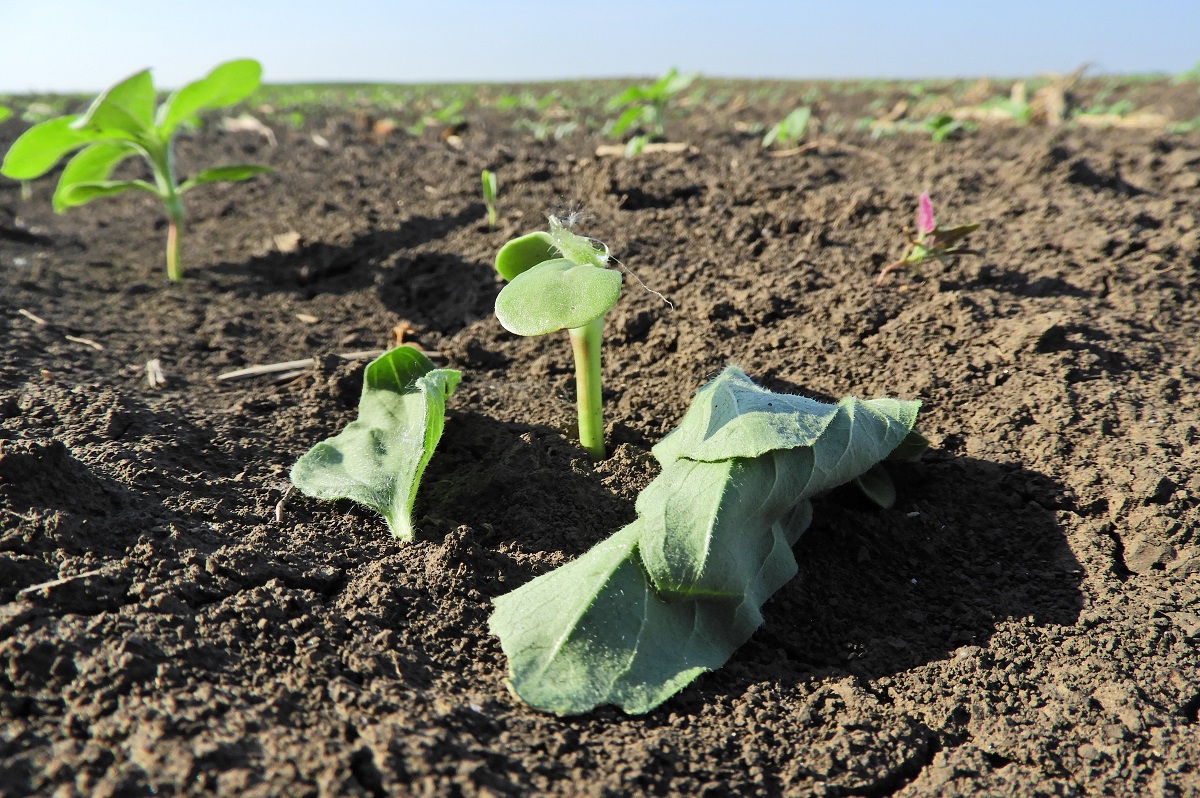 Korai k&aacute;rtevők a kap&aacute;sokban  &ndash; Talajlak&oacute;k &eacute;s m&aacute;sok