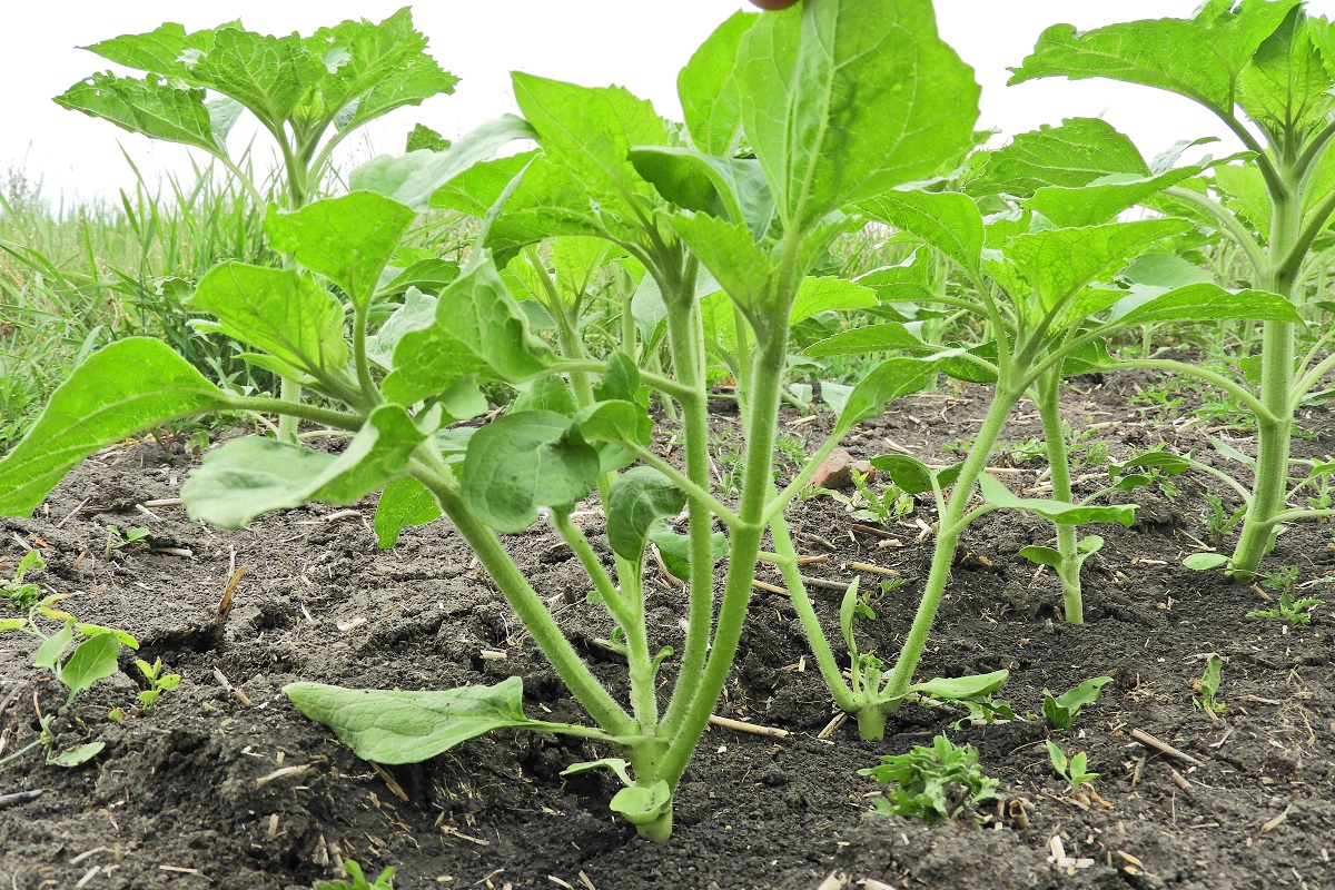 Korai k&aacute;rtevők a kap&aacute;sokban  &ndash; Talajlak&oacute;k &eacute;s m&aacute;sok