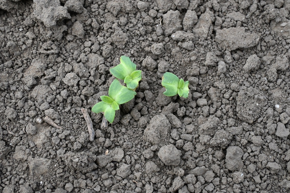 Korai k&aacute;rtevők a kap&aacute;sokban  &ndash; Talajlak&oacute;k &eacute;s m&aacute;sok