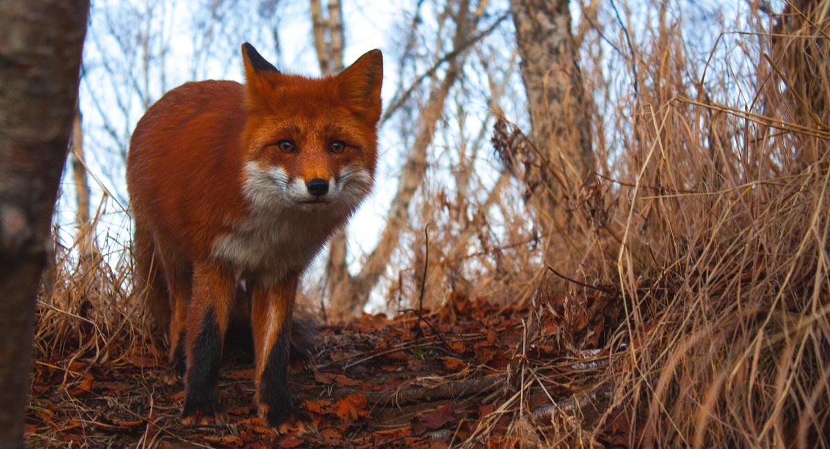 Az &aacute;llatr&oacute;l az emberre terjedő zoon&oacute;zisok 