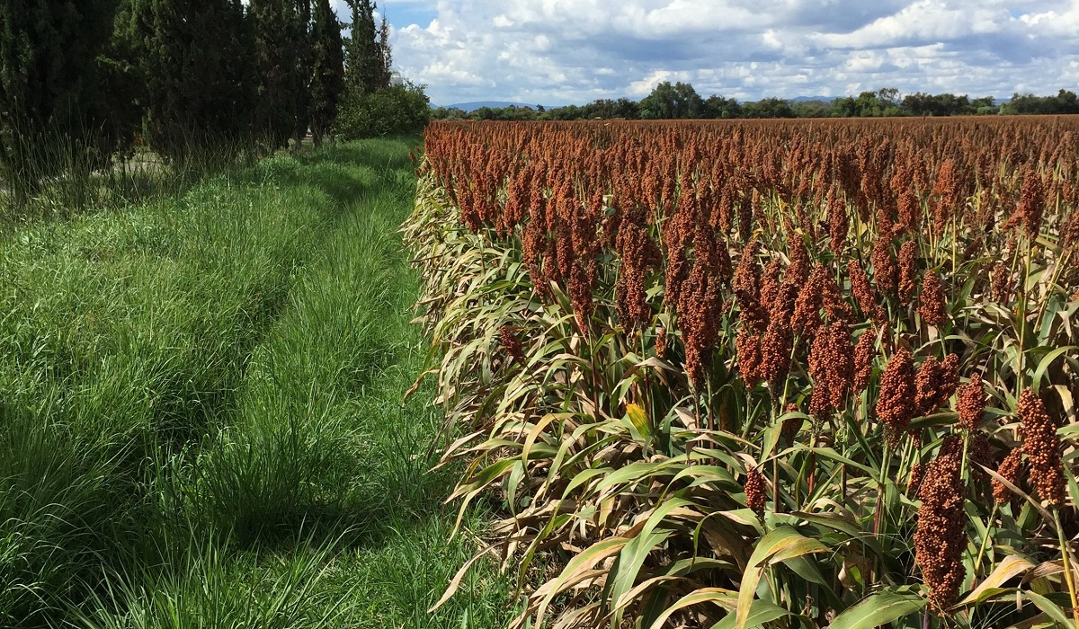 A szemescirok termeszt&eacute;se