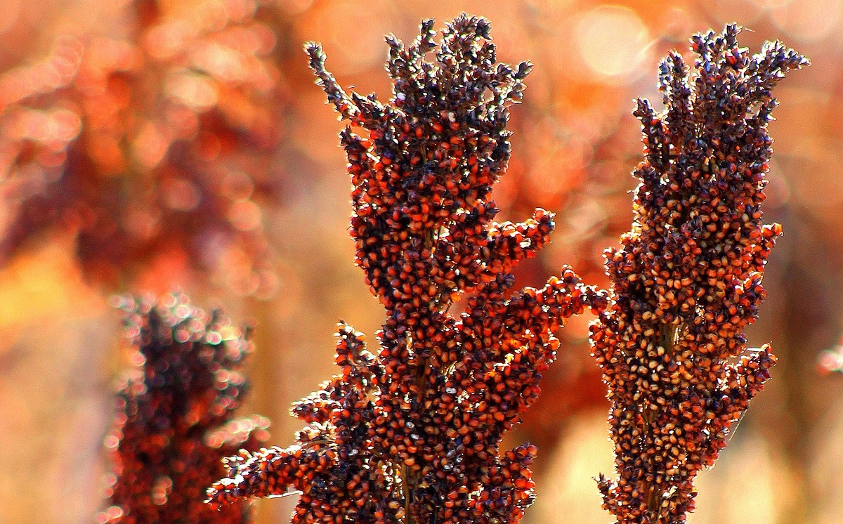 A szemescirok termeszt&eacute;se