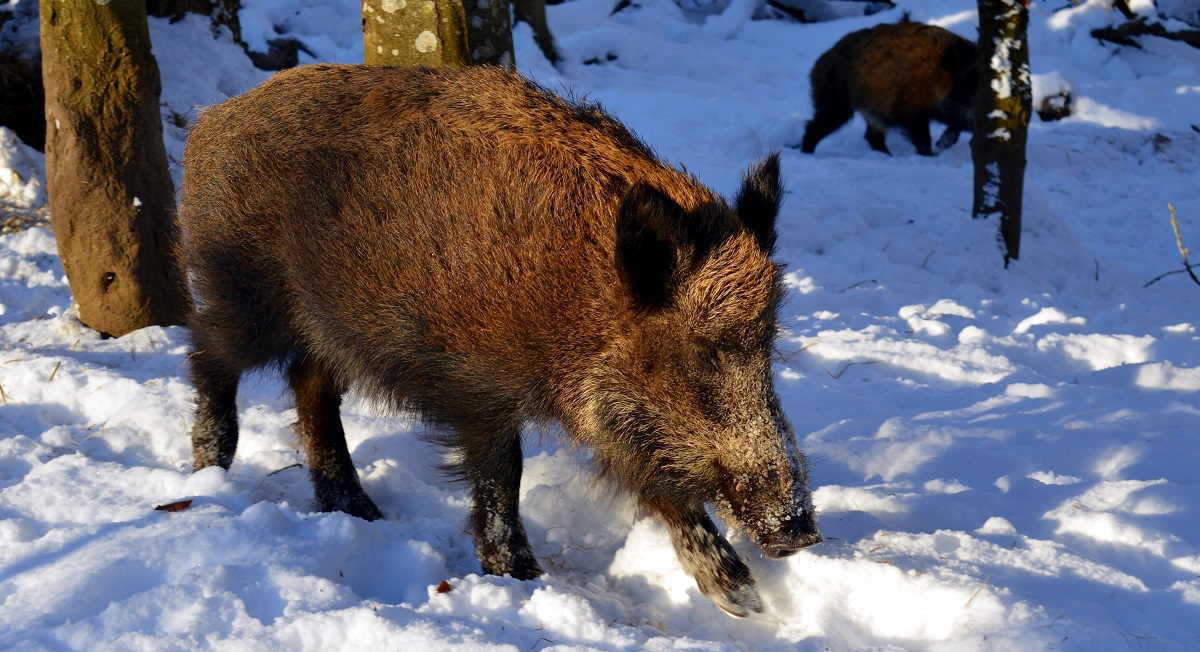 Az &aacute;llatr&oacute;l az emberre terjedő zoon&oacute;zisok 