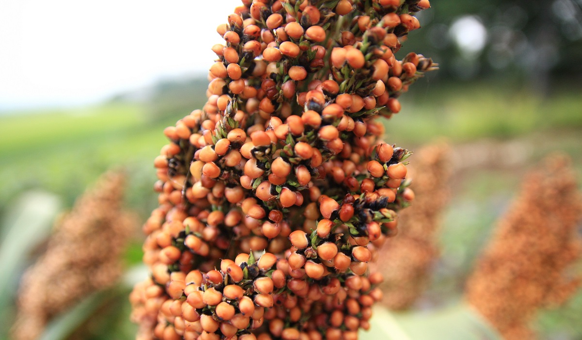 A szemescirok termeszt&eacute;se