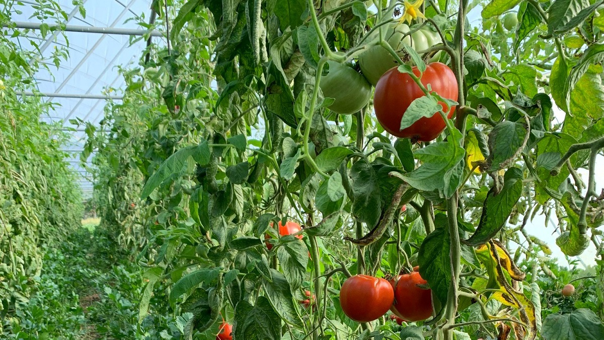 &Uuml;ltess, nevelj, sz&uuml;retelj: &iacute;gy hozhatod vissza a soksz&iacute;nűs&eacute;get a mindennapokba