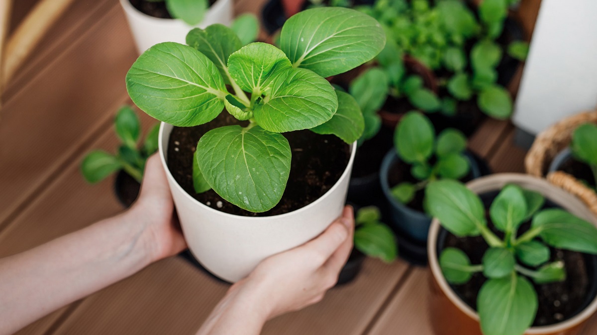 Megjött a tavasz, elindult a kiskerti vetőmagok beszerzése