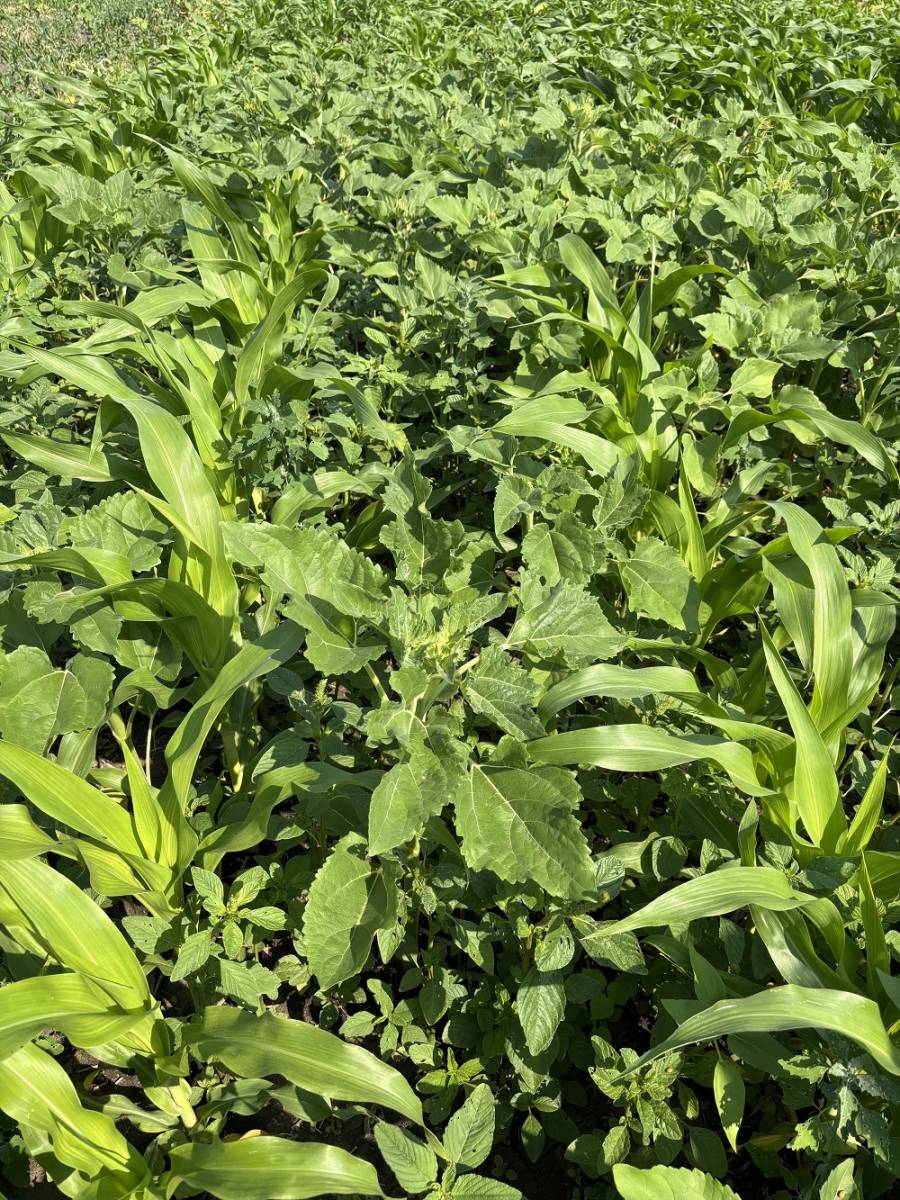 Komplex gyomhelyzetekre komplex v&aacute;lasz: &iacute;gy műk&ouml;dik a PIRATES technol&oacute;gia