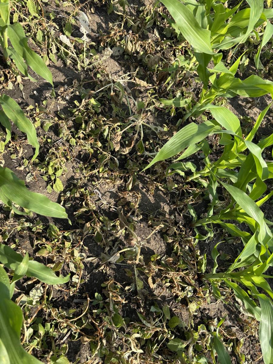 Komplex gyomhelyzetekre komplex v&aacute;lasz: &iacute;gy műk&ouml;dik a PIRATES technol&oacute;gia