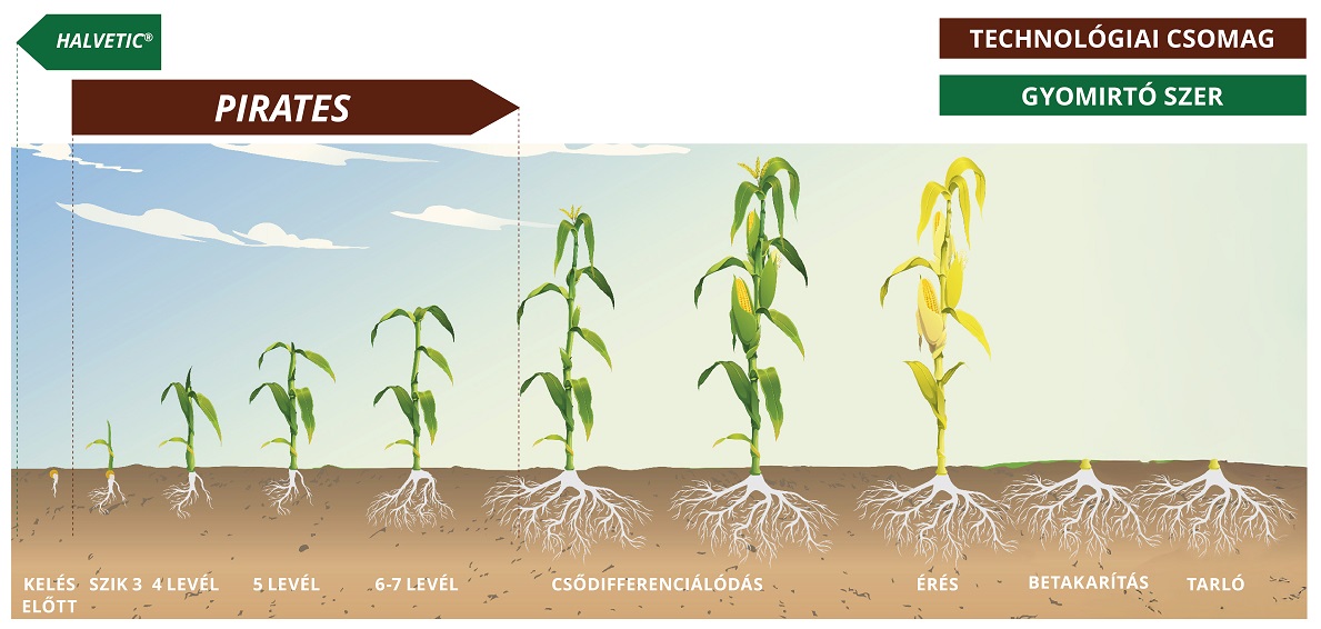 Elindult a vet&eacute;s.  K&eacute;sz&uuml;lj&uuml;nk fel a kukorica gyomirt&aacute;s&aacute;ra!