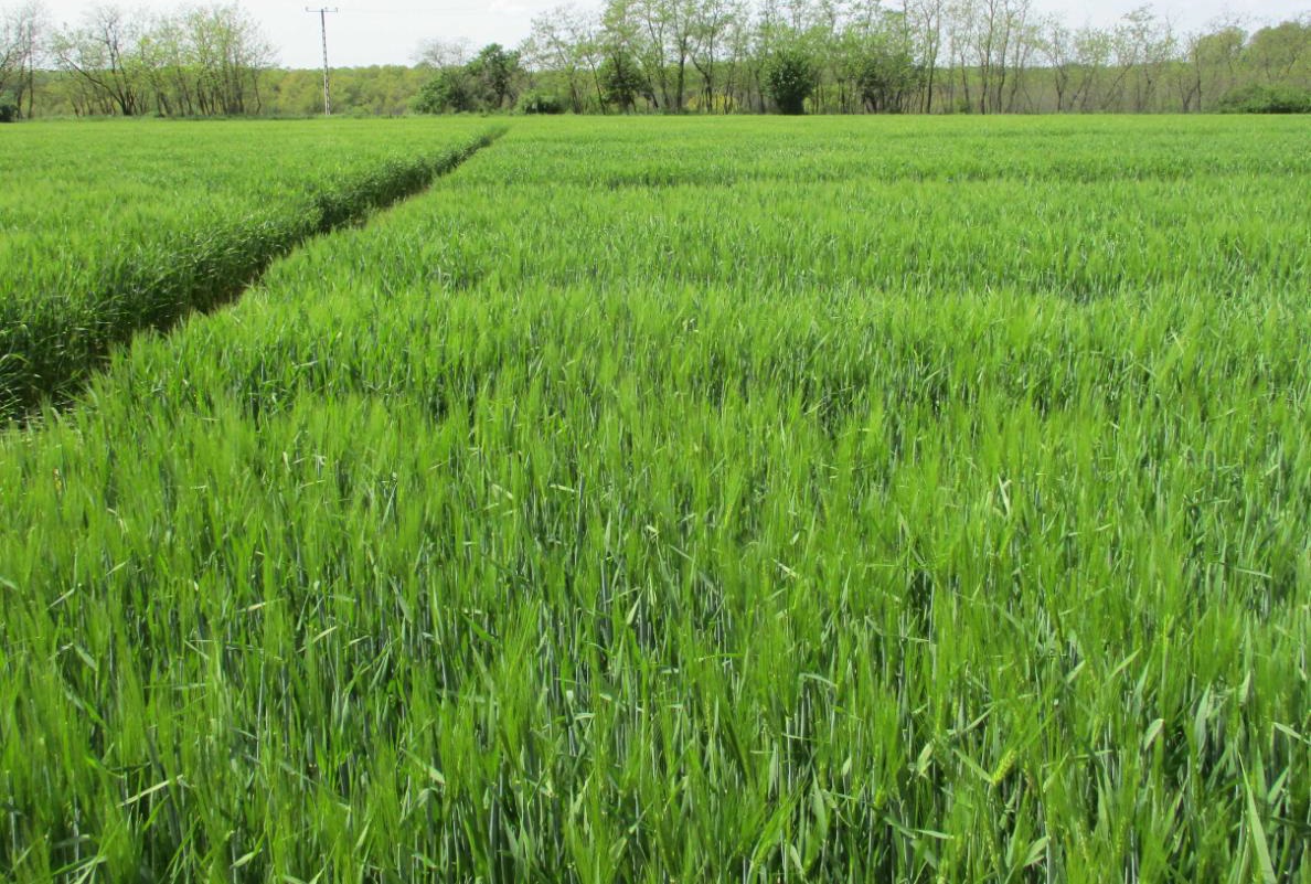 T&iacute;z&eacute;ves p&eacute;csi tartamvizsg&aacute;lat - a mikrobi&aacute;lis k&eacute;sz&iacute;tm&eacute;nyek bizony&iacute;tott hat&aacute;sa