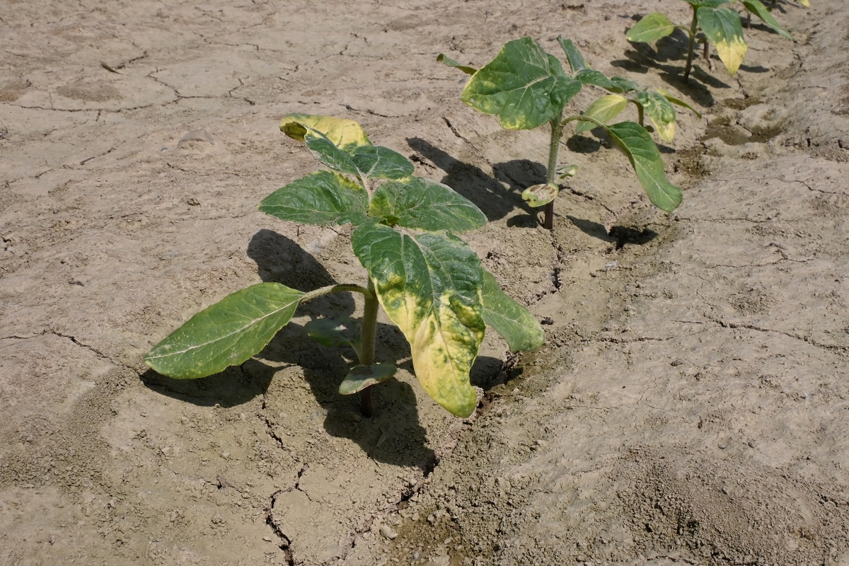 K&aacute;ros&iacute;t&oacute;k a sz&aacute;nt&oacute;f&ouml;ld&ouml;n (3. r&eacute;sz) &ndash; &Aacute;prilis v&eacute;ge-m&aacute;jus eleje